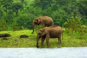 Bandipur National Park